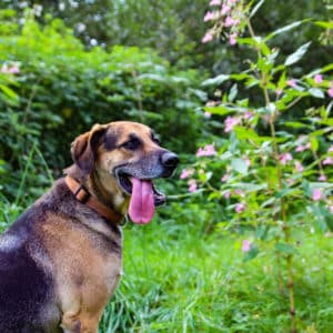 Ares I Schäferhund - Schweißhund Mischling | Vorarlberger Tierschutzheim