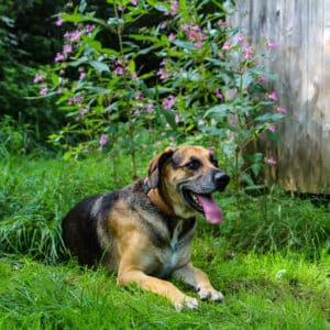 Ares I Schäferhund - Schweißhund Mischling | Vorarlberger Tierschutzheim
