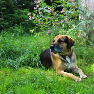 Ares I Schäferhund - Schweißhund Mischling | Vorarlberger Tierschutzheim