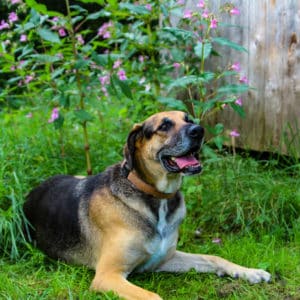 Ares I Schäferhund - Schweißhund Mischling | Vorarlberger Tierschutzheim