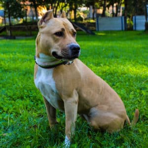 Kira I American Staffordshire Terrier | Vorarlberger Tierschutzheim