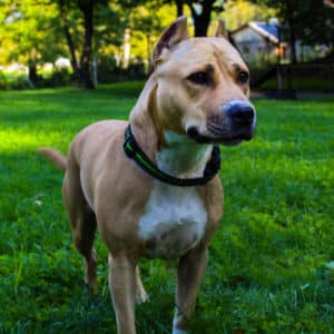 Kira I American Staffordshire Terrier | Vorarlberger Tierschutzheim