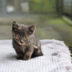 Katzenbabies