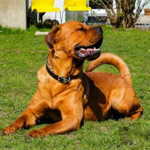 Alvin | Chow Chow - Rottweiler Mischling | Vorarlberger Tierschutzheim