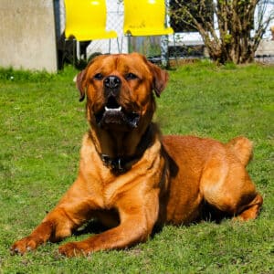 Alvin | Chow Chow - Rottweiler Mischling | Vorarlberger Tierschutzheim