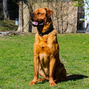 Alvin | Chow Chow - Rottweiler Mischling | Vorarlberger Tierschutzheim