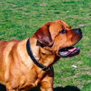 Alvin | Chow Chow - Rottweiler Mischling | Vorarlberger Tierschutzheim