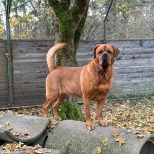 Alvin | Chow Chow - Rottweiler Mischling | Vorarlberger Tierschutzheim