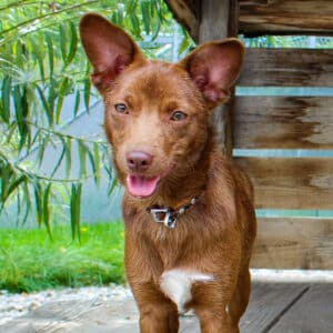Cinnamon