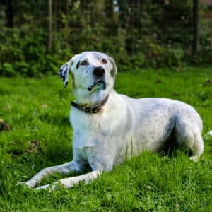 Amigo I Labrador - Spanischer Wasserhund - Mischling | Vorarlberger Tierschutzheim