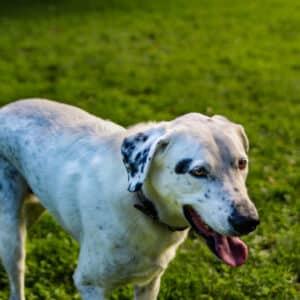 Amigo I Labrador - Spanischer Wasserhund - Mischling | Vorarlberger Tierschutzheim