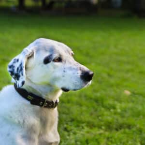 Amigo I Labrador - Spanischer Wasserhund - Mischling | Vorarlberger Tierschutzheim