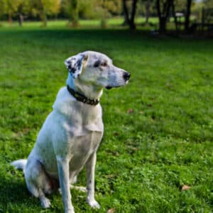 Amigo I Labrador - Spanischer Wasserhund - Mischling | Vorarlberger Tierschutzheim