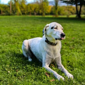 Amigo I Labrador - Spanischer Wasserhund - Mischling | Vorarlberger Tierschutzheim