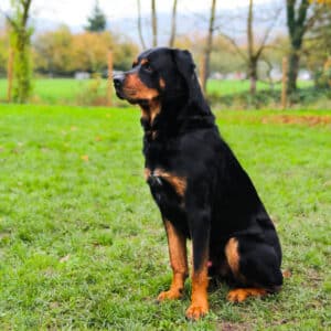 Carlo