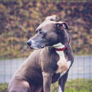 Mira | American Staffordshire Terrier | Vorarlberger Tierschutzheim