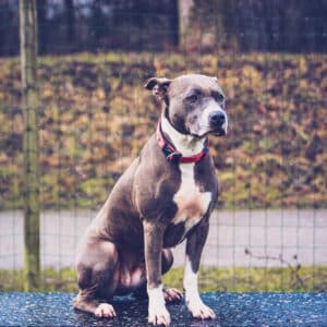 Mira | American Staffordshire Terrier | Vorarlberger Tierschutzheim