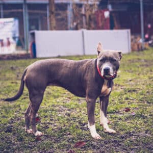 Mira | American Staffordshire Terrier | Vorarlberger Tierschutzheim