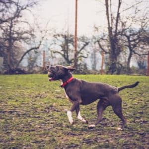 Mira | American Staffordshire Terrier | Vorarlberger Tierschutzheim