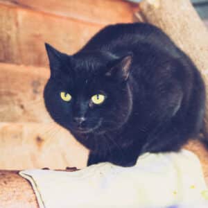 Mavis
