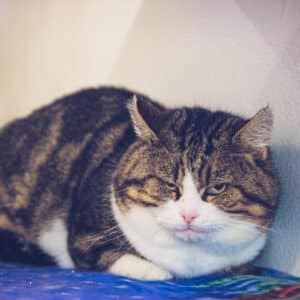 Luis