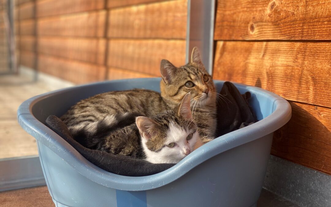 Kitten und Jungkatzen Vermittlung