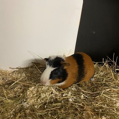 Rudi